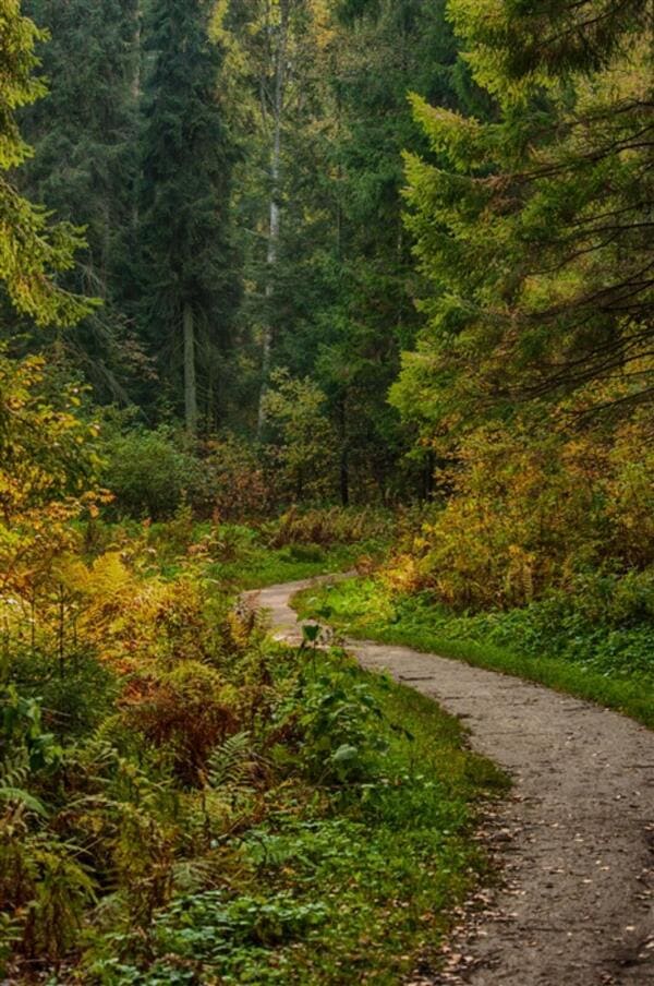 Waldweg mit weichem Licht und ruhiger Stimmung